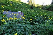 93 Distese di Botton d'oro in Val Vedra
